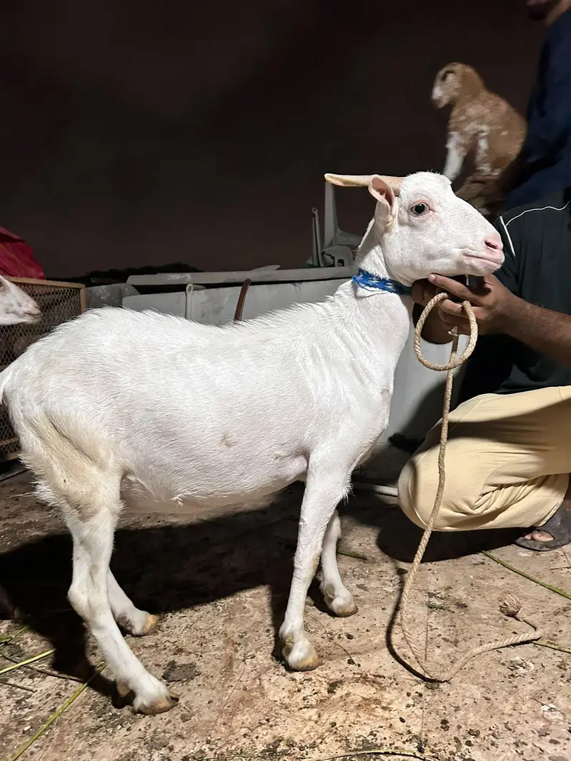 teddi Gulabi female