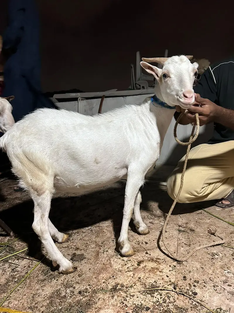teddi Gulabi female — photo 3