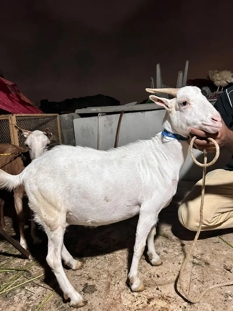 teddi Gulabi female — photo 4