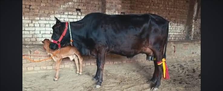 Dairy Farm pe Kam Karne liye family Chahiye(read add )