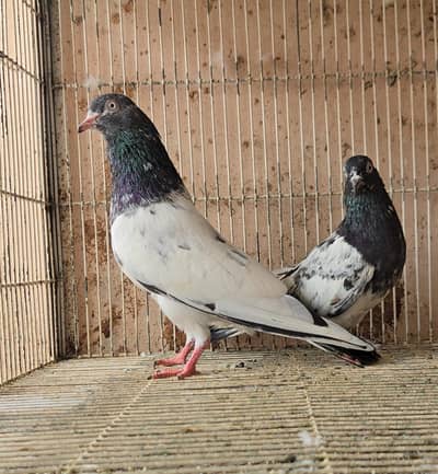 Teddy Kabootar/ Taddi Pigeon. Teddi kabutar.