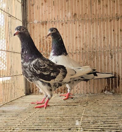 Teddy Kabootar/ Taddi Pigeon. Teddi kabutar.