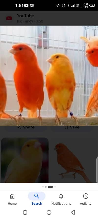 canari bird for sale