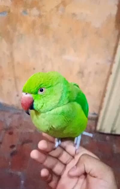 Green Ringrunts Parrot Talking Parrot at best price