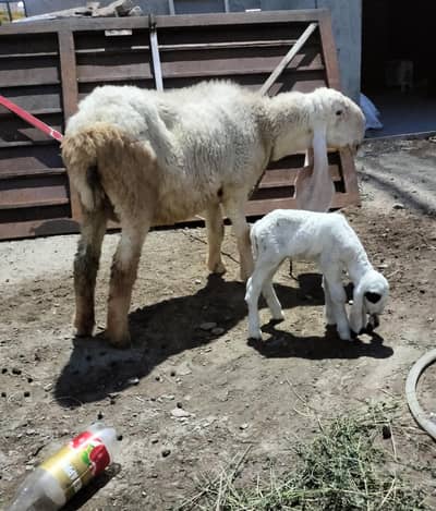 4dant kajli sheep with baby female 