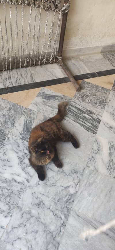 Loving cat washroom trained looking Loving Home
