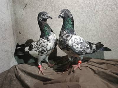 high flying pigeon beautiful pair