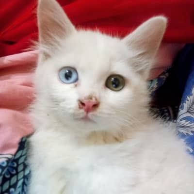 so innocent or cute