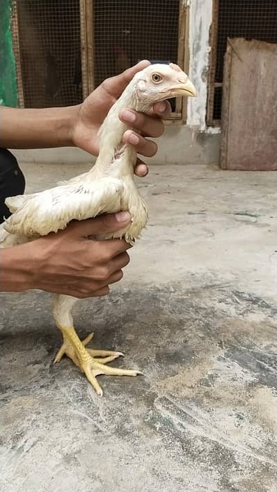 German King size o shamo chicks 03168035881 whatsapp please