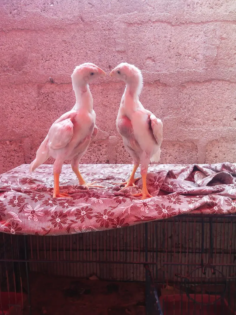 German King size o shamo chicks 03168035881 whatsapp please — photo 7