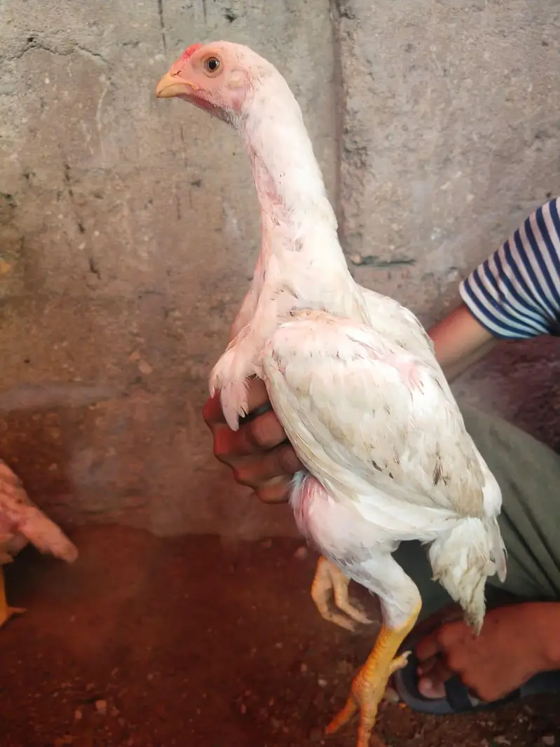 German King size o shamo chicks 03168035881 whatsapp please — photo 8