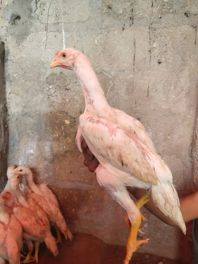 German King size o shamo chicks 03168035881 whatsapp please — photo 9