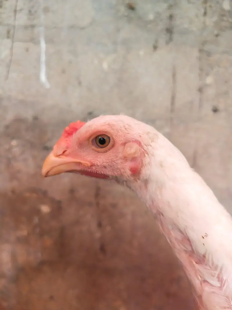 German King size o shamo chicks 03168035881 whatsapp please — photo 10