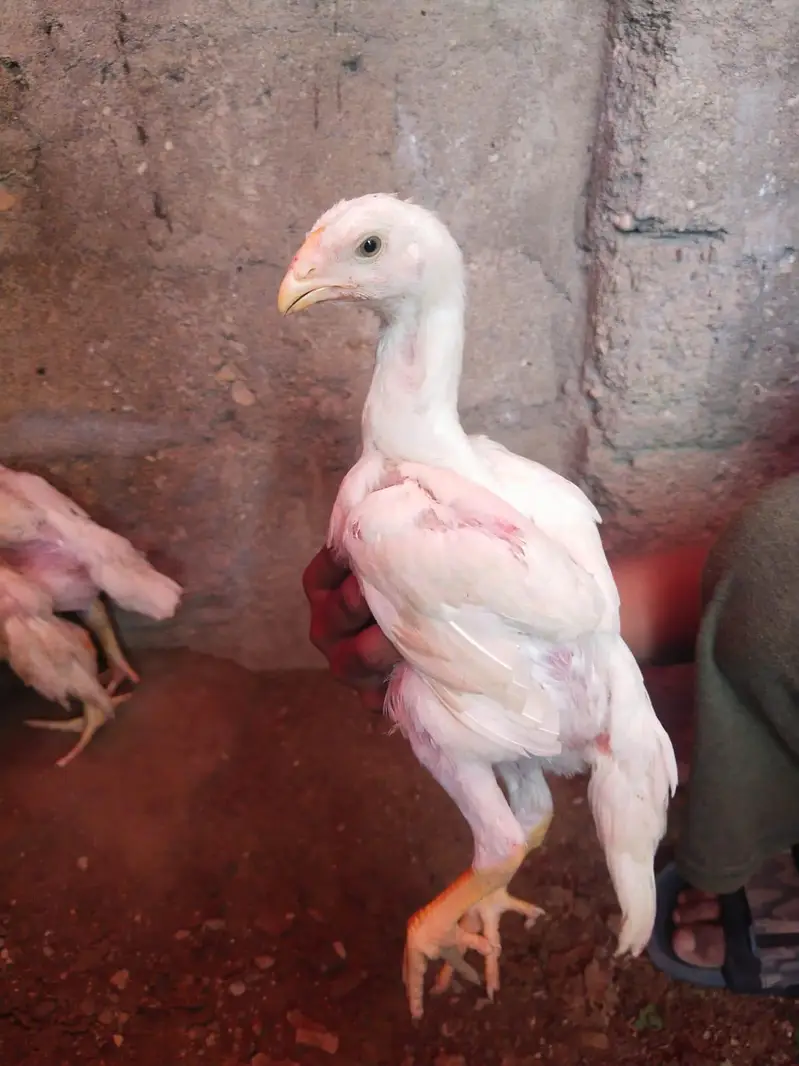 German King size o shamo chicks 03168035881 whatsapp please — photo 11