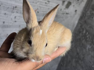Rabbits for Sale or Exchange with Hens (chickens)