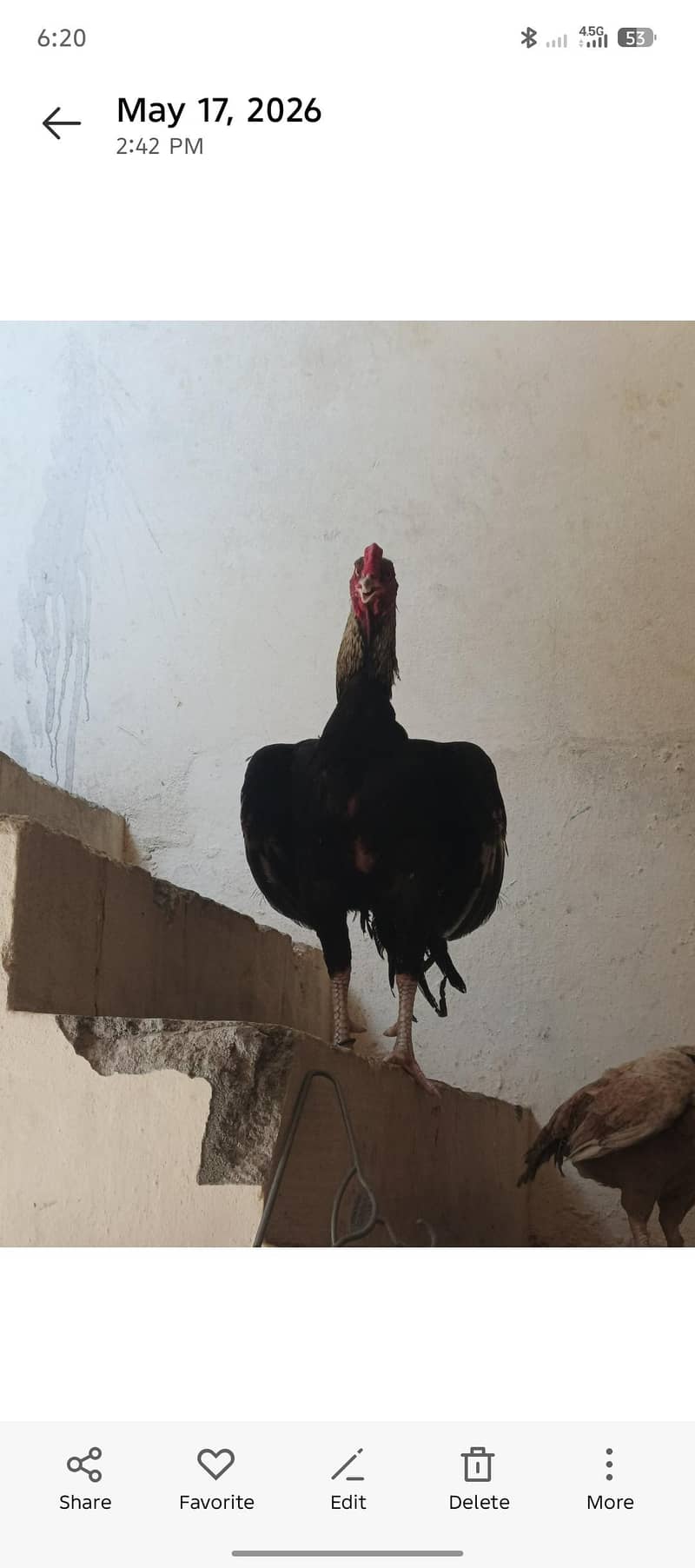 black javaa lambi height 0