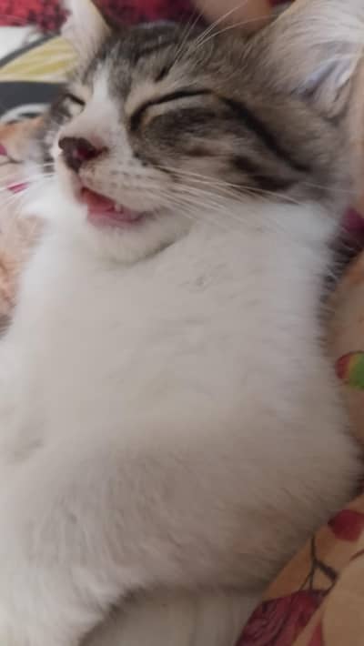 siberian cat