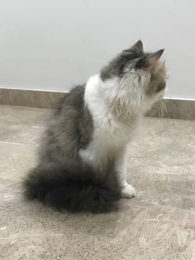 Persian triple coated white & grey color male for sale