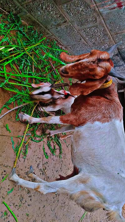 Assalam u alikum i am sellin female goat with his son