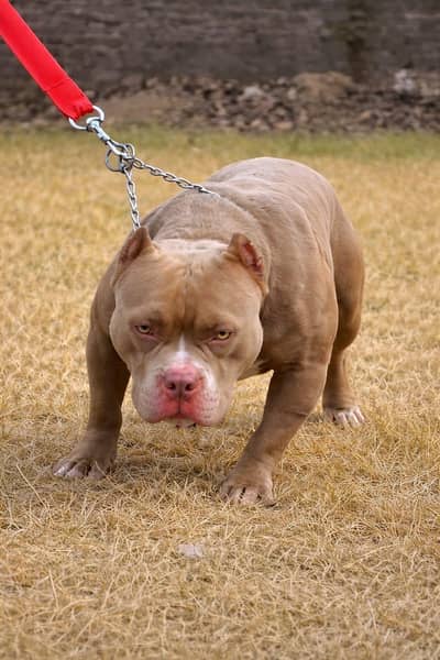 American Bully Stud Available