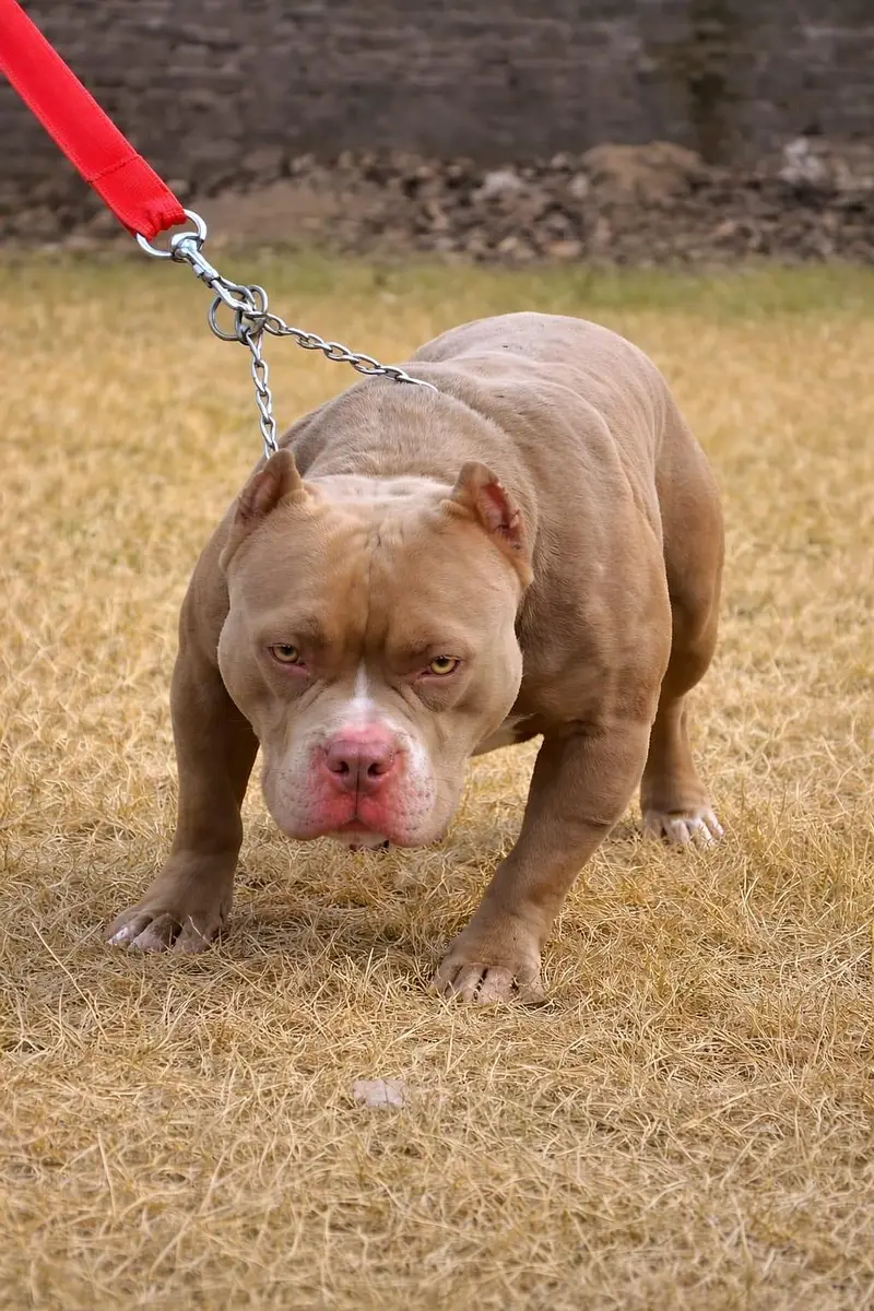 American Bully Stud Available