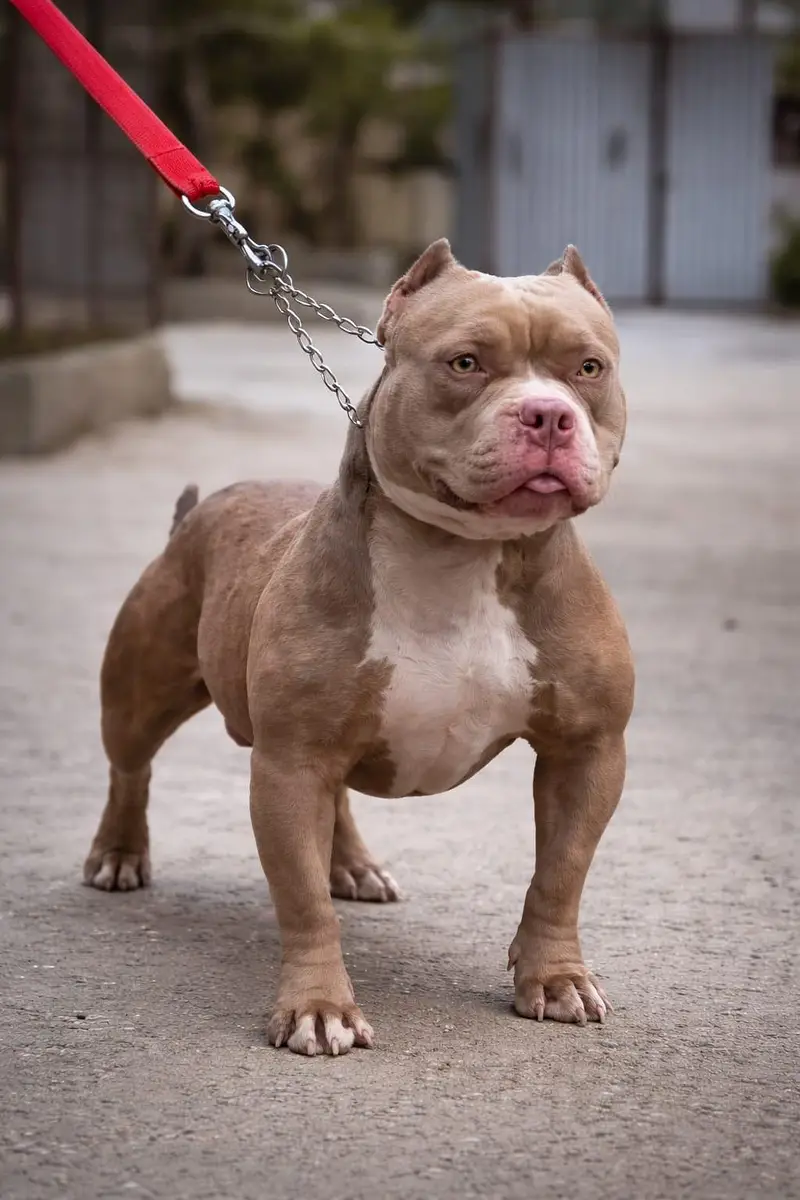 American Bully Stud Available — photo 2