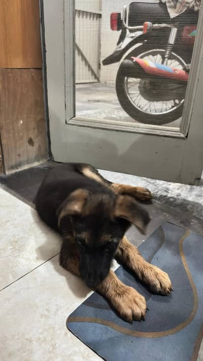 German shepherd female original breed