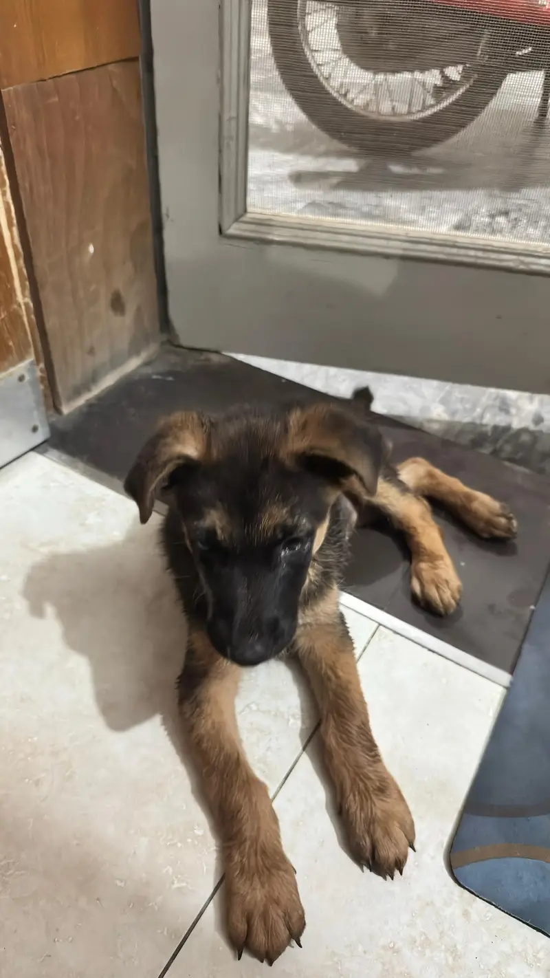 German shepherd female original breed — photo 2