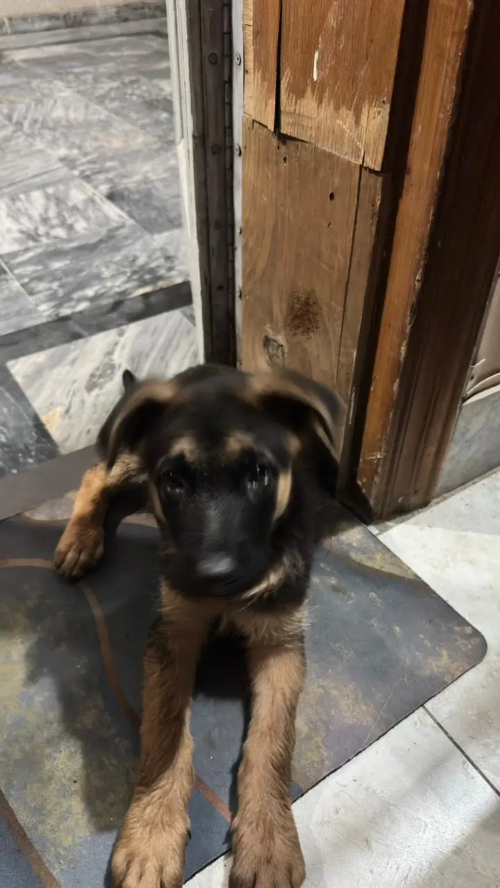 German shepherd female original breed — photo 3