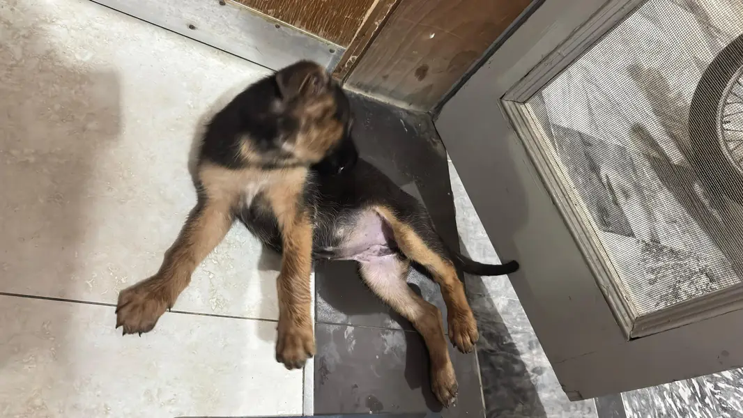 German shepherd female original breed — photo 4