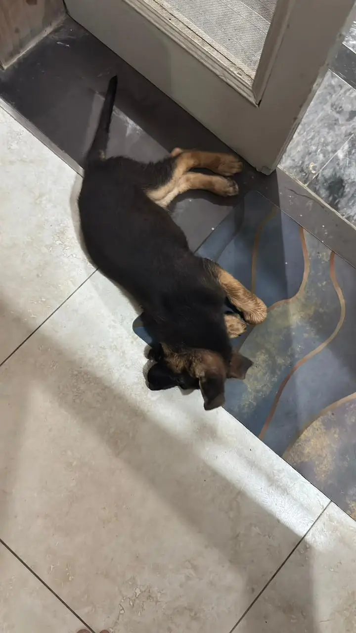 German shepherd female original breed — photo 6