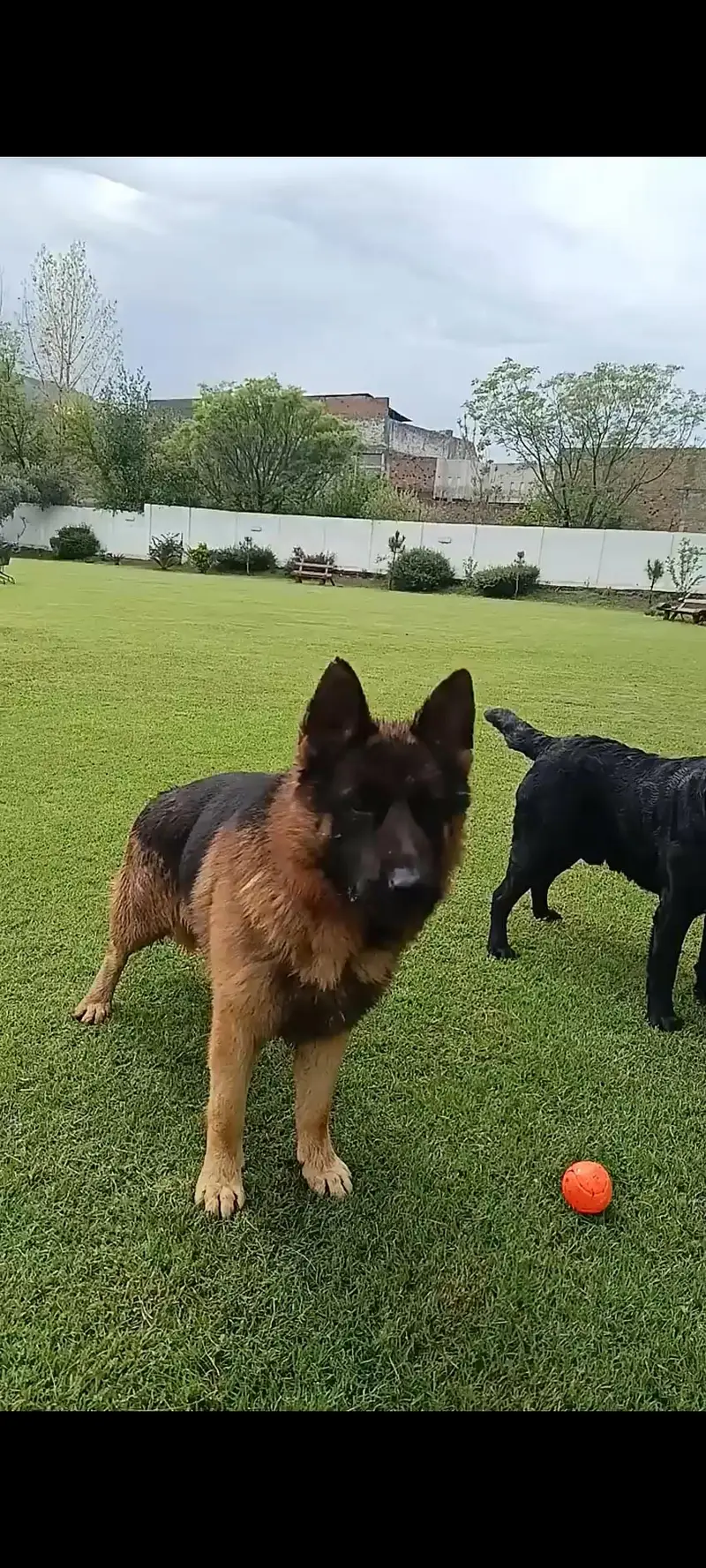 German shepherd European show line pedigree European import