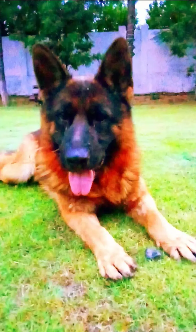 German shepherd European show line pedigree European import — photo 3