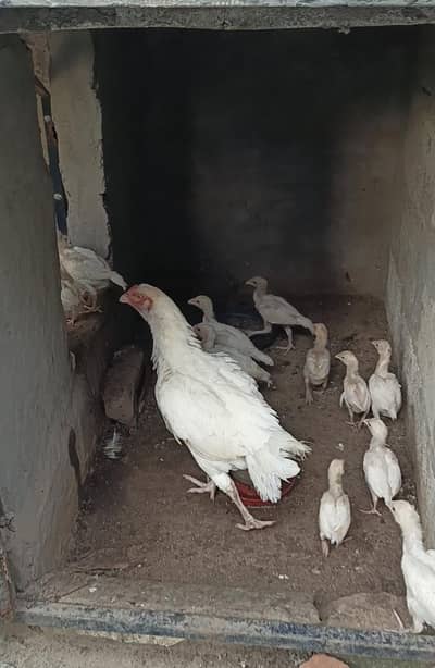 paper white chiks offer  price 1200
