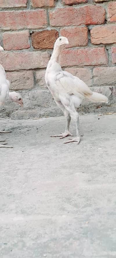 pure aseel hera chicks
