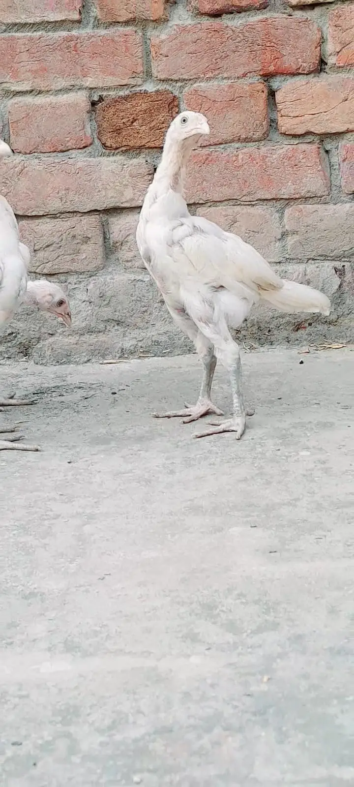 pure aseel hera chicks