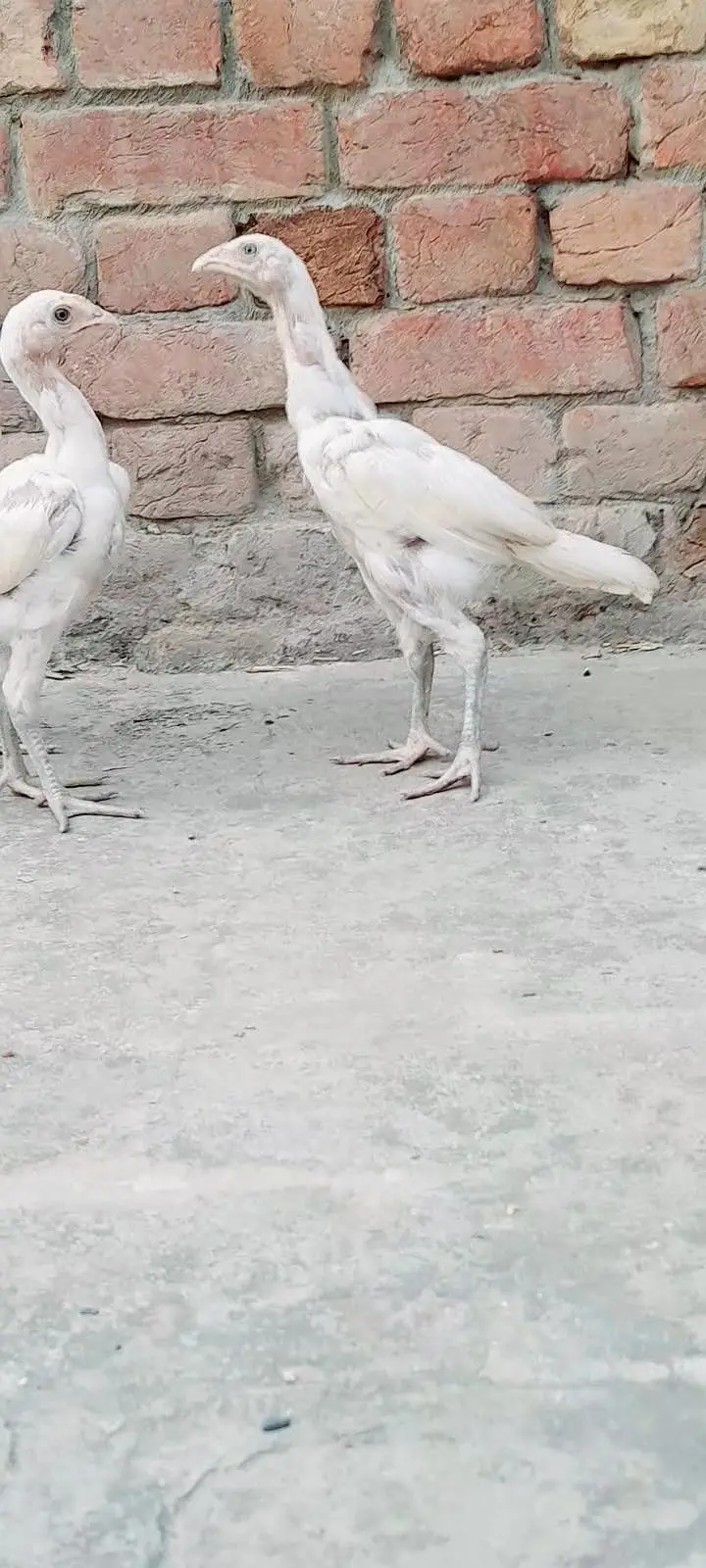 pure aseel hera chicks — photo 3