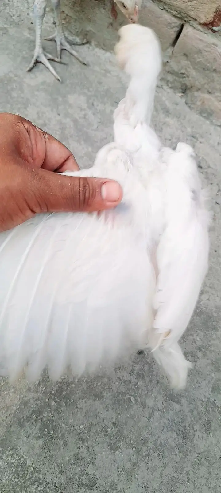 pure aseel hera chicks — photo 4