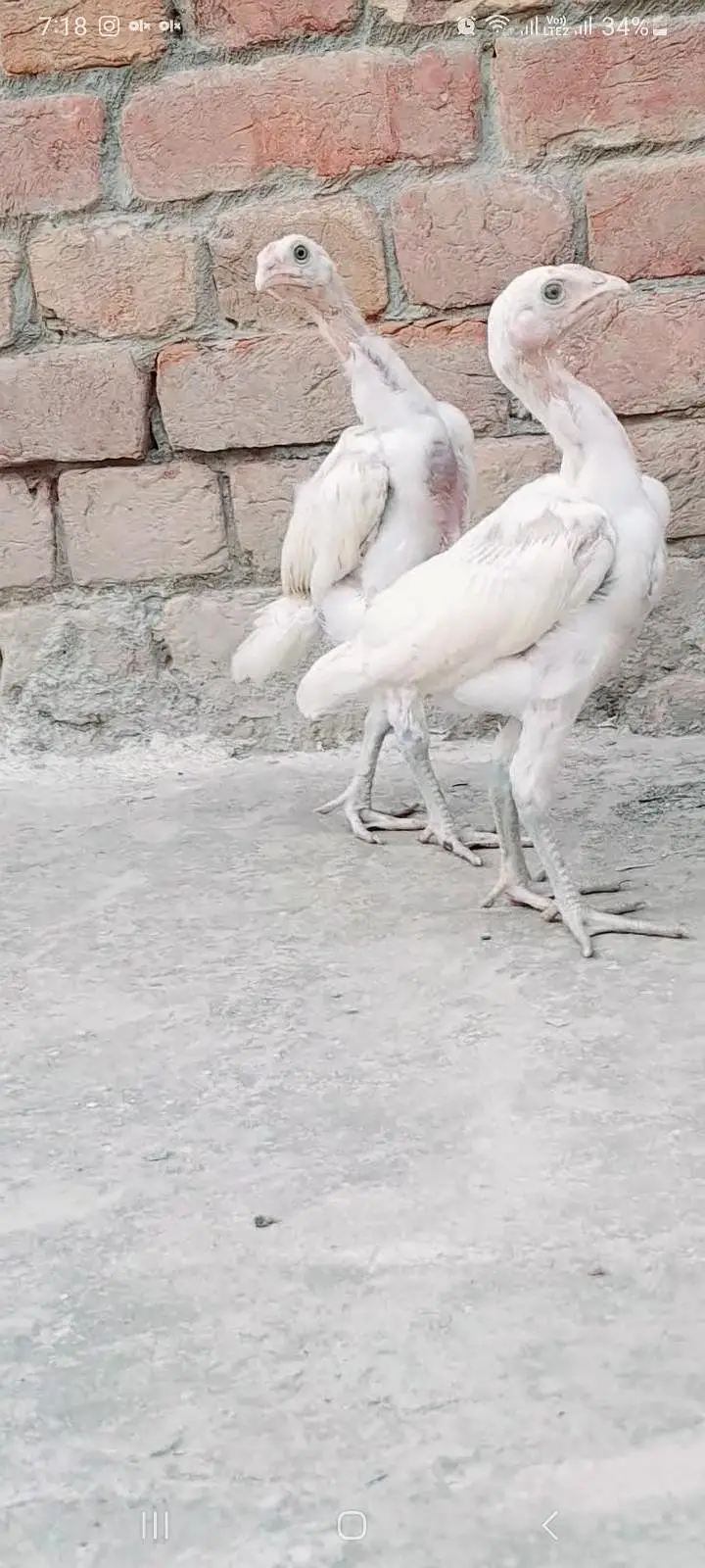 pure aseel hera chicks — photo 5