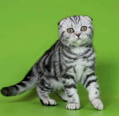 SCOTTISH FOLD | AVAILABLE FOR BOOKING
