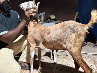 TEDDY LAL CHAMBI BAKRI