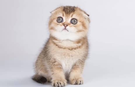 SCOTTISH FOLD IMPORTED KITTEN