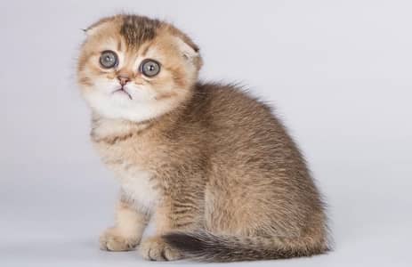 Scottish Fold Available For Booking
