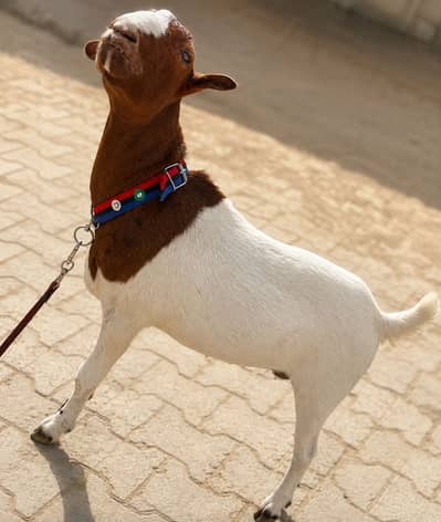 Teddy Bakra Khassi Kodu Nasal