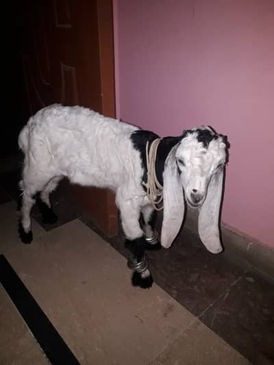 Bisser Male 2months age pure breed