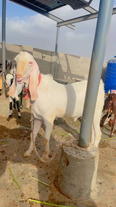 Gulabi Breeder Bakra