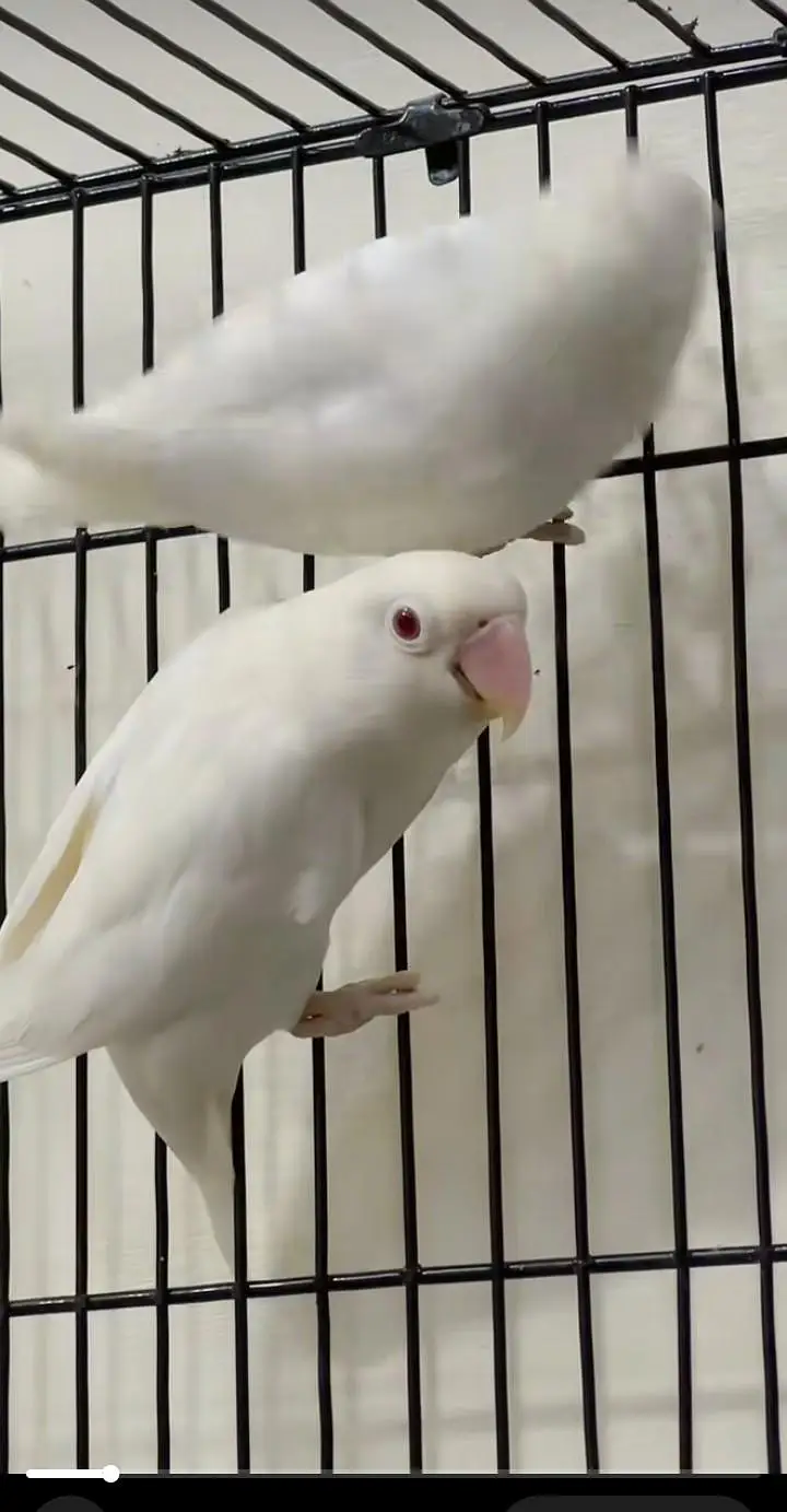 love birds