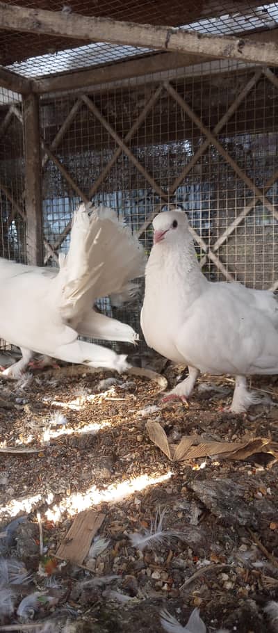 pigeon | kabutar | fancy pigeon | lucky pigeon | white pigeon