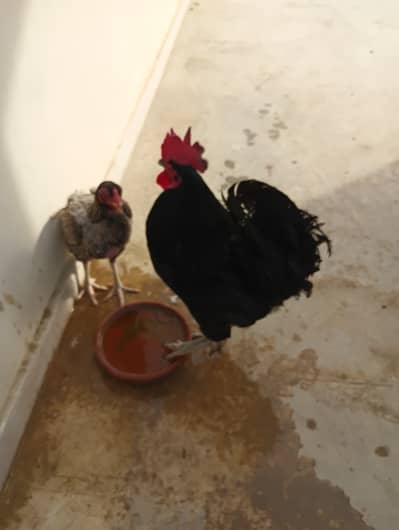 Australorp Rooster
