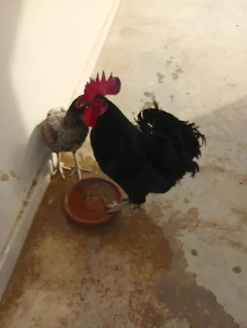 Australorp Rooster — photo 2